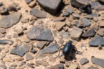 desert macro