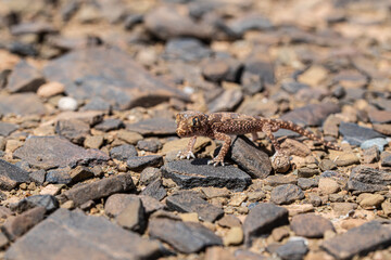 desert macro
