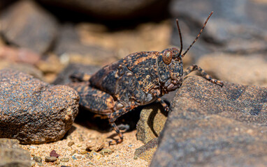 desert macro