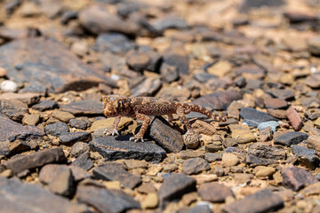desert macro