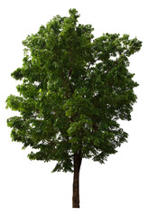 Green trees in the forest in spring with a natural environment
filled with lush green deciduous leaves Isolated under the bush on a white background