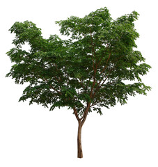 Obraz premium Green trees in the forest in spring with a natural environment filled with lush green deciduous leaves Isolated under the bush on a white background