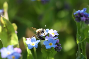 solitary bee pollinating a wood forget-me-not