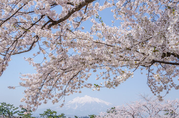 弘前公園の桜、満開