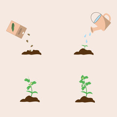 Cucumber plant growth stages infographic elements in flat design. Planting process of cucumber from seeds sprout to ripe vegetable