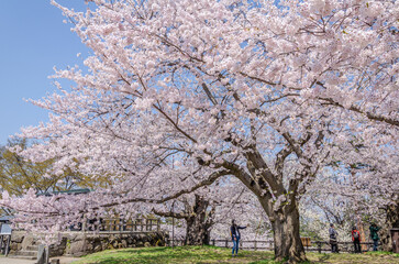 Obraz premium 弘前公園の桜、満開