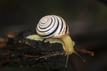 A snail crawls along a branch