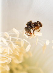 Mim or bee stinger is an insect type of a bee or wasp, but without a stinger. chasing pollen To keep it as nectar. Macro or close-up shot of a foraging insect.