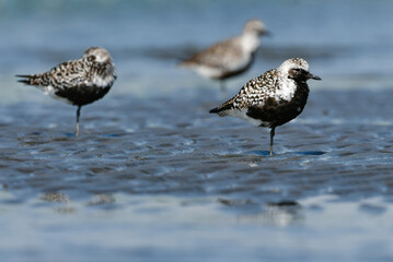 初夏の海辺で見られる白黒の羽が美しいチドリの仲間ダイゼン