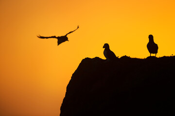 Fototapeta na wymiar Group of Atlantic puffins on a cliff at sunset in Fair Isle