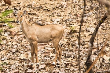Nilgai or blue cow largest antelope of Asia. This one is baby of Nilgai not fully grown at Tipeshwar Wildlife Sanctuary
