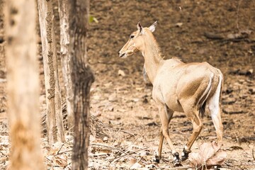 Nilgai or blue cow largest antelope of Asia. This one is baby of Nilgai not fully grown at Tipeshwar Wildlife Sanctuary
