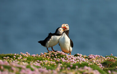 Atlantic puffins bonding in the field of thrift flowers
