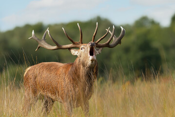 Red deer stag bellowing during the rut in autumn