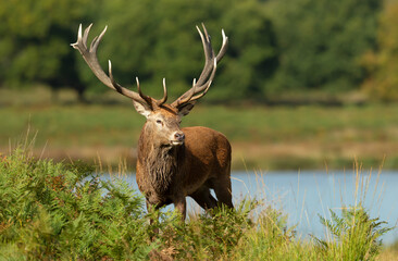Red deer stag standing in bracken near a pond