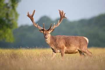 Red deer stag with velvet antlers in summer