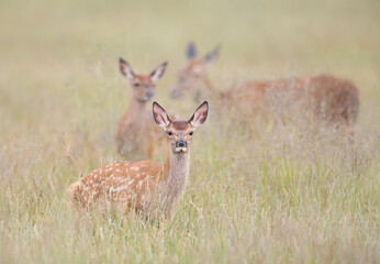 Close up of a cute Red deer calf in a meadow
