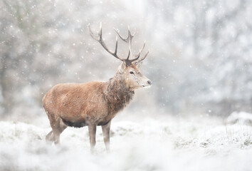 Naklejka na ściany i meble Red deer stag in the falling snow in winter