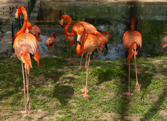 beatiful pink flamingos on the beach