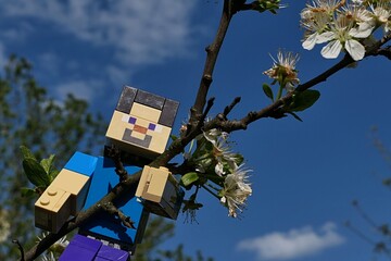 Obraz premium LEGO Minecraft large figure of Steve climbing on branch of spring blossoming pear tree, latin name Pyrus, blue skies with some clouds in background. 