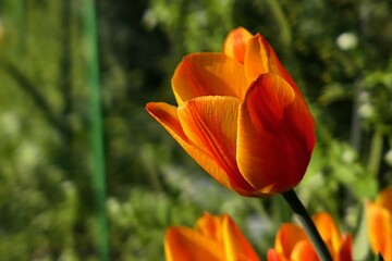 Half blossoming Didier's Tulip flower, latin name Tulipa gesneriana, in spring afternoon sunshine, growing near fence in garden.