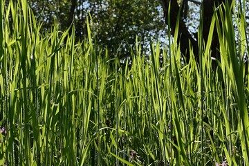 Long tall spring grass growing in core of garden, sunlit by afternoon sunshine. 