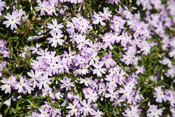 Bed of Moss Phlox, Sheffield South Yorkshire
