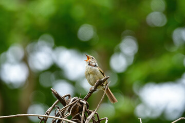 緑の公園の森で高らかに美しい声で囀る身近な野鳥ウグイス