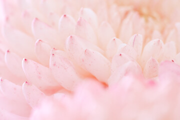 Fototapeta na wymiar Chrysanthemum flower macro shot.