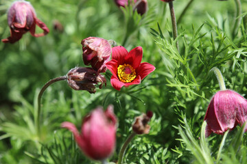 Closeup of a red Pasqueflower bloom, Sheffield South Yorkshire
