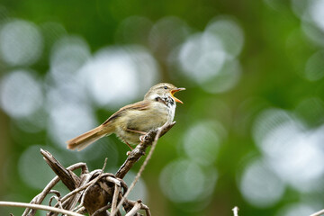 緑の公園の森で高らかに美しい声で囀る身近な野鳥ウグイス