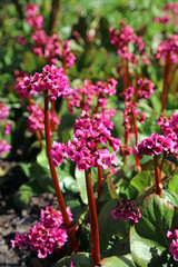 Fototapeta premium Sunlit Korean Elephant's Ears blooms, Sheffield South Yorkshire 