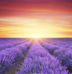 Naklejka na ściany i meble Meadow of lavender at sunset.