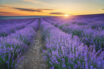 Fototapeta na wymiar Meadow of lavender at sunset.