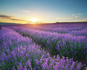 Naklejka premium Meadow of lavender at sunset