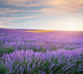 Fototapeta na wymiar Meadow of lavender at sunset.