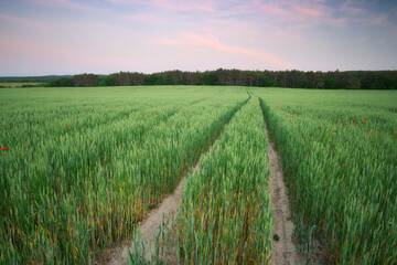 Meadow of wheat.