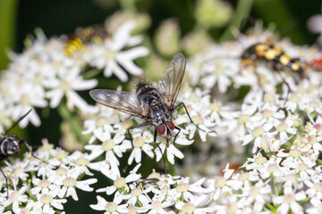 Fliege in Nahaufnahme mit Facettenaugen.
Fliege sitzend auf einer weißen Wildblume.
Hintergrund zum Beispiel für Tapeten, Leinwandbilder etc.