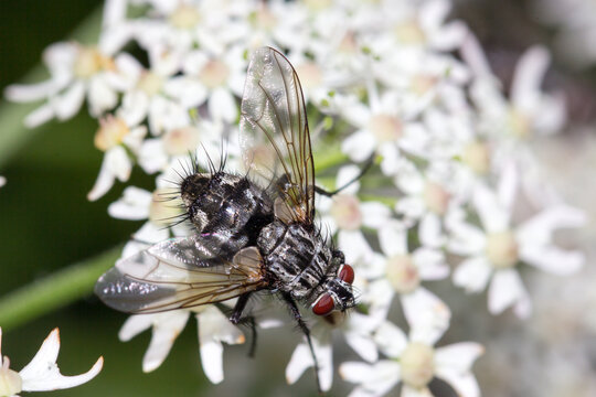 Fliege in Nahaufnahme mit Facettenaugen.
Fliege sitzend auf einer wei&szlig;en Wildblume.
Hintergrund zum Beispiel f&uuml;r Tapeten, Leinwandbilder etc.