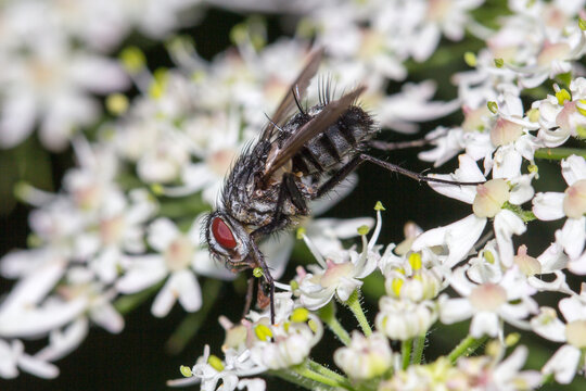Fliege in Nahaufnahme mit Facettenaugen.
Fliege sitzend auf einer wei&szlig;en Wildblume.
Hintergrund zum Beispiel f&uuml;r Tapeten, Leinwandbilder etc.