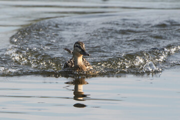 Female Mallard duck macking a splash landing