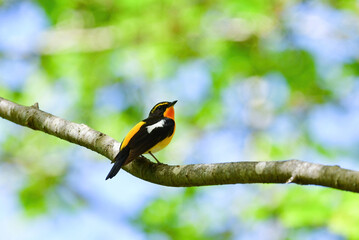 新緑の中で囀る黄色とオレンジが美しい小鳥キビタキ