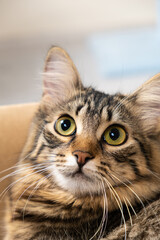 Fototapeta na wymiar Portrait of a young one-year-old domestic cat looking away