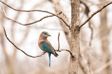Fototapeta premium Indian roller bird or the blue jay at Tipeshwar Wildlife Sanctuary 