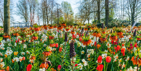 Blooming flowers in Keukenhof Garden, Holland. Selective focus