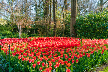 Beautiful blooming tulips in Keukenhof Garden, Holland