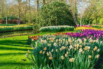 Beautiful blooming flowers in Keukenhof Garden, Holland. Selective focus