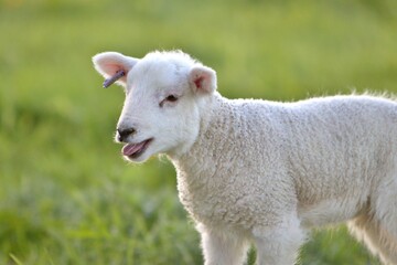 Spring lamb bleeting
