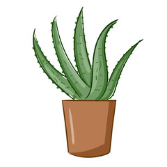 Plant Aloe