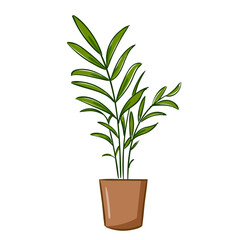Plant Parlor Palm